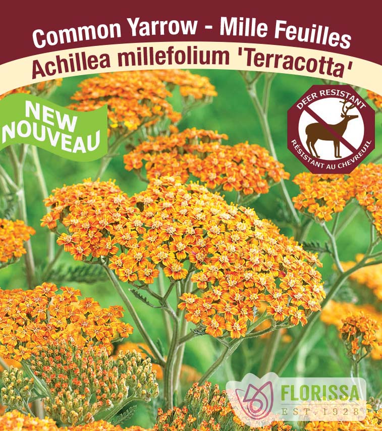 Achillea - millefolium Terracotta