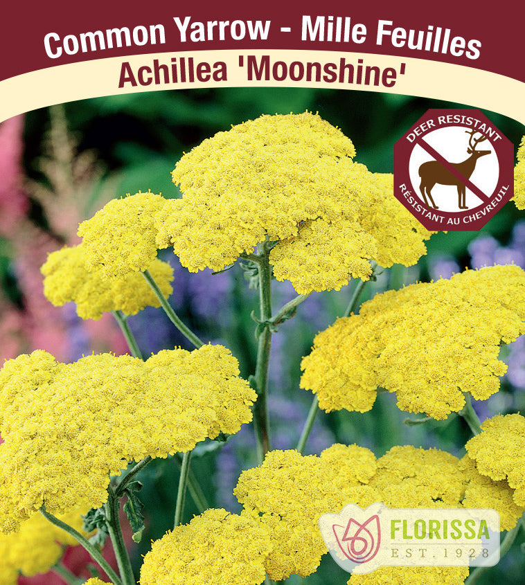 Achillea - Moonshine