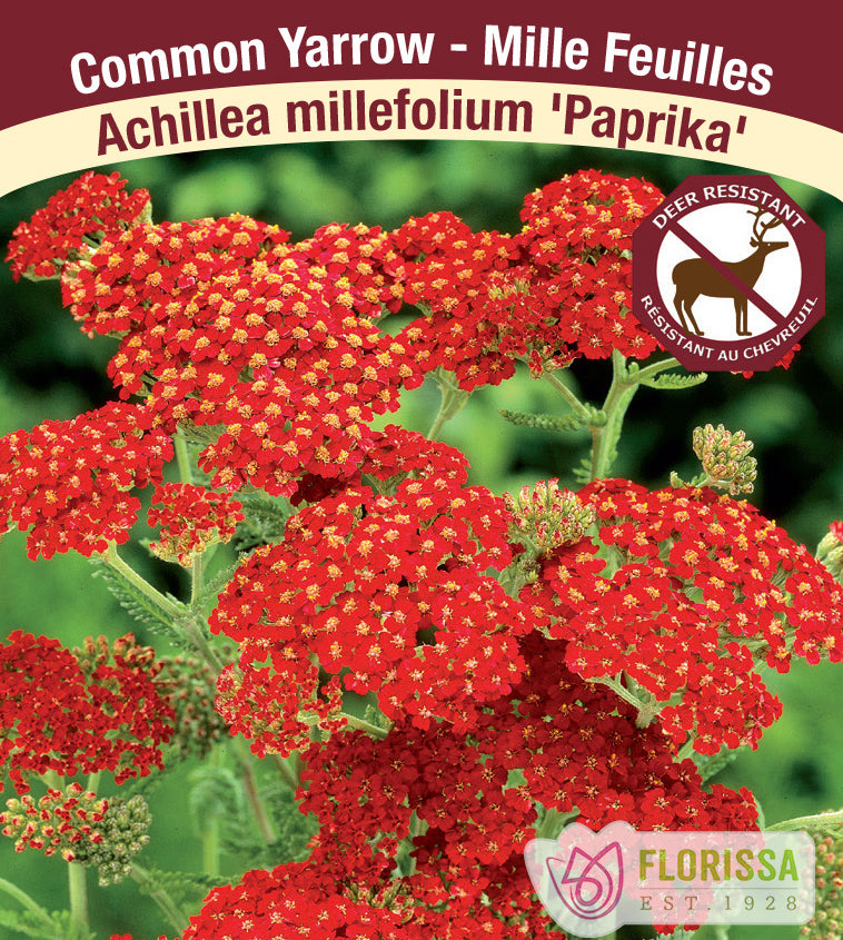 Achillea - millefolium Paprika