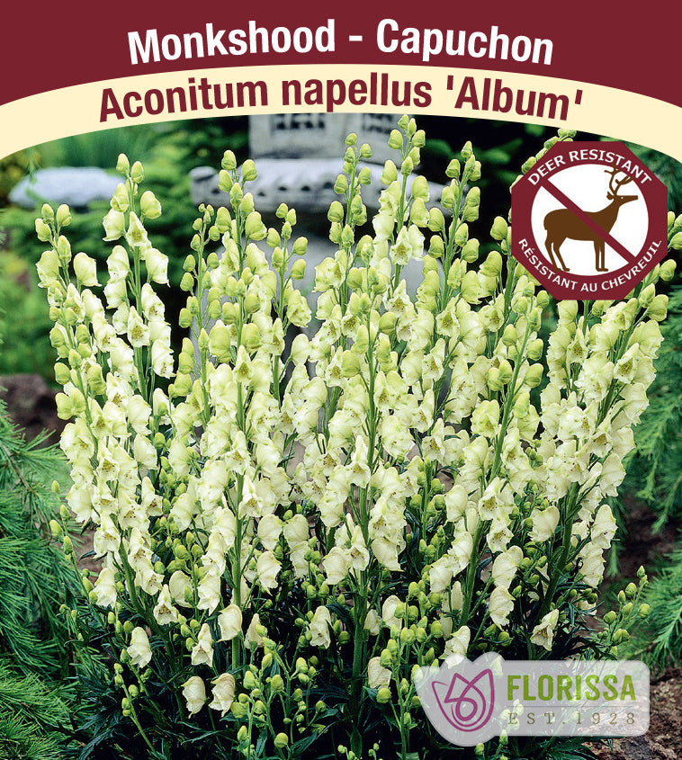 Aconitum - napellus Album