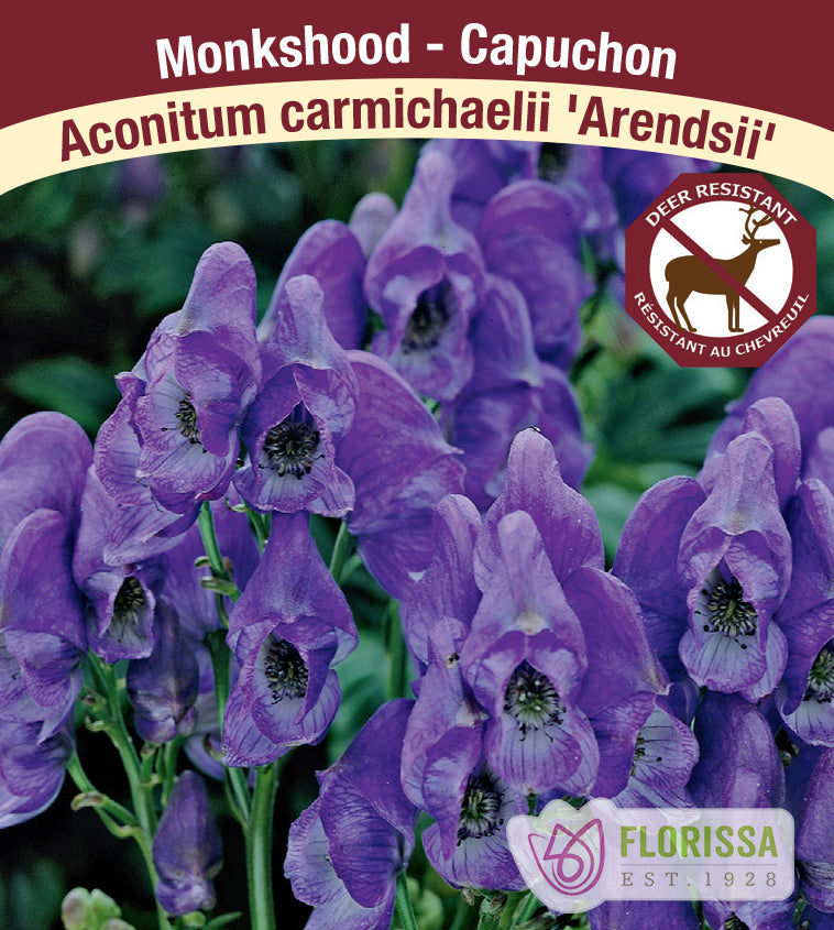 Aconitum - carmichaelii Arendsii