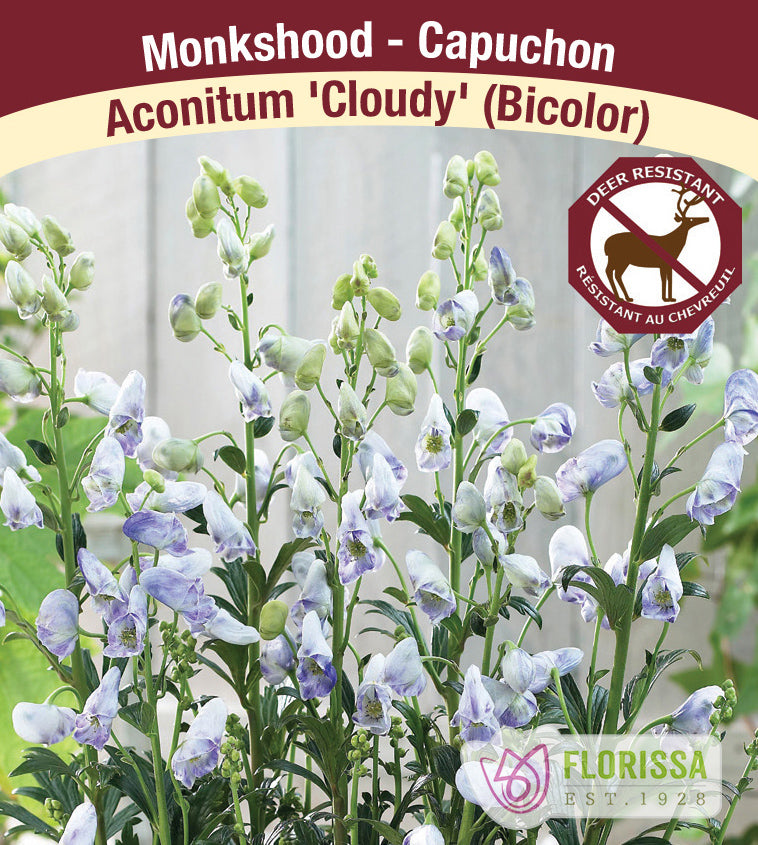 Aconitum - arendsii Cloudy (bicolor)