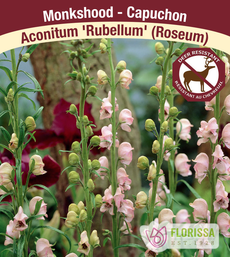 Aconitum - napellus Rubellum (Roseum)