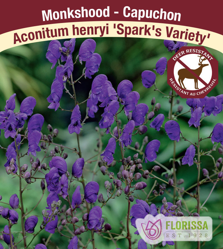 Aconitum - henryi Spark's Variety