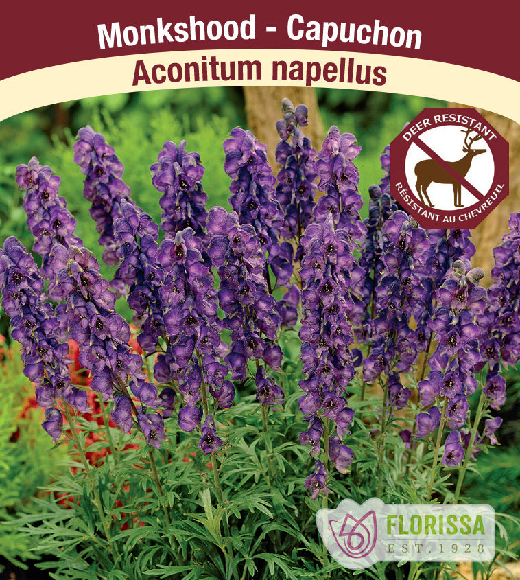 Aconitum - napellus