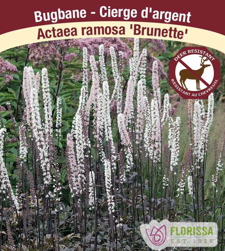 Actaea - simplex Brunette