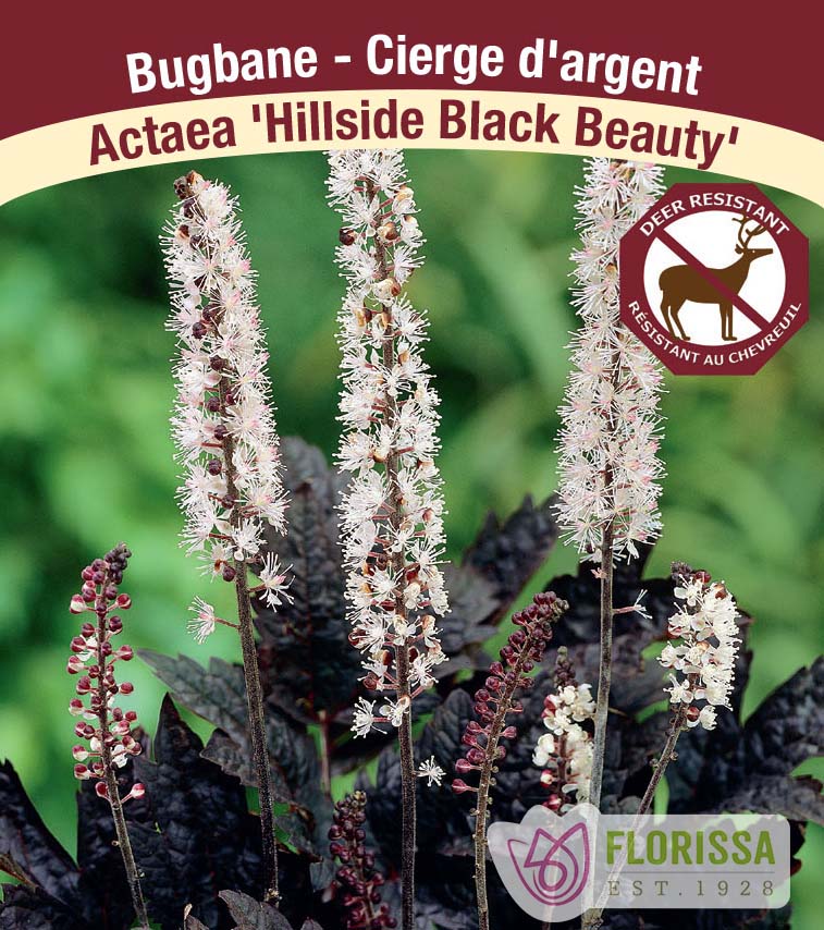 Actaea - simplex Hillside Black Beauty