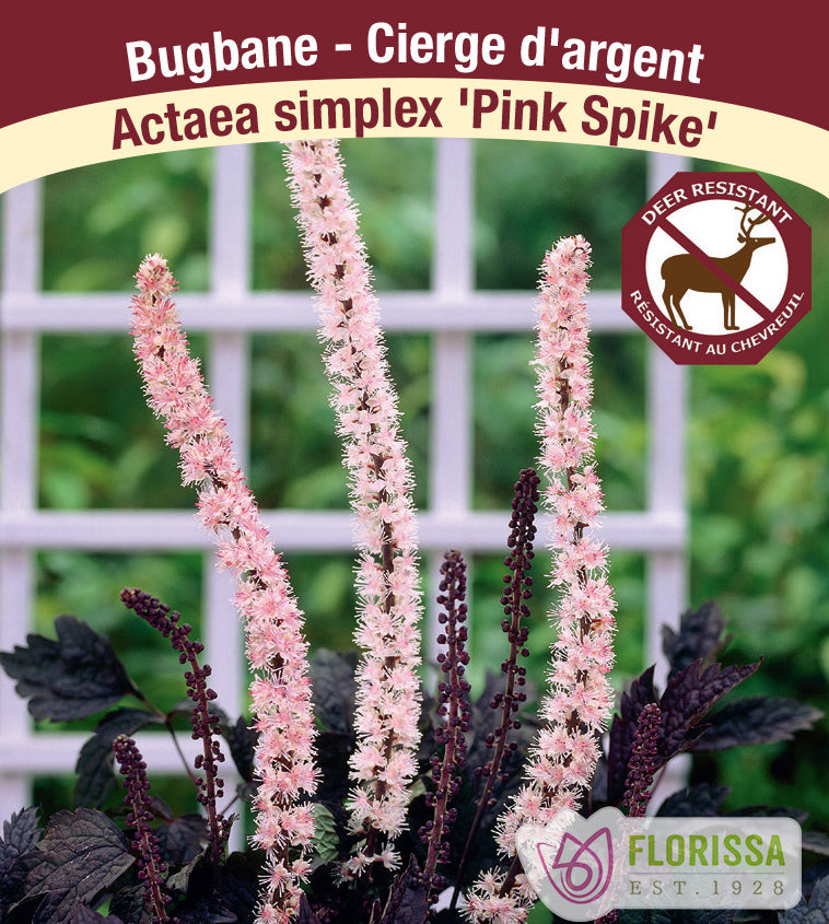 Actaea - simplex Pink Spike