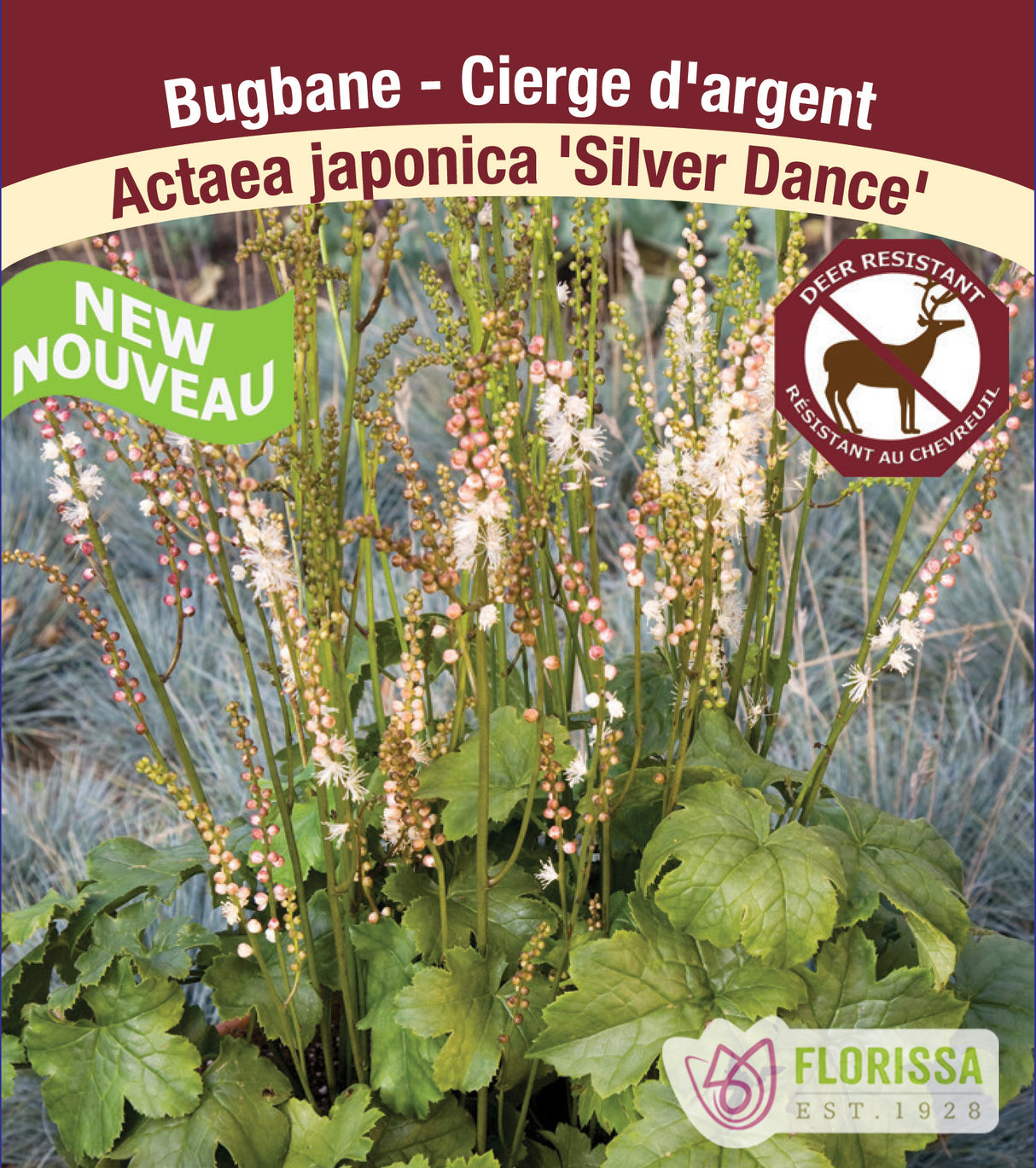 Actaea - Silver Dance