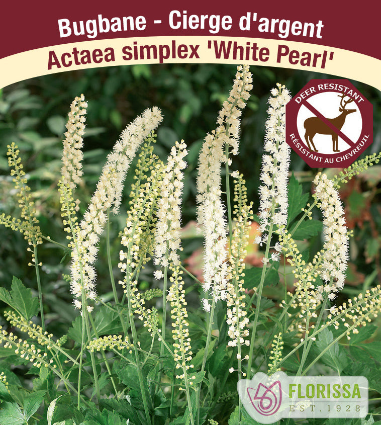 Actaea - simplex White Pearl