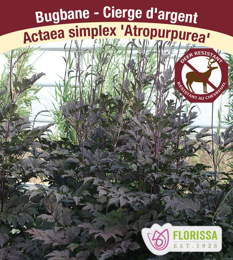 Actaea - simplex Atropurpurea