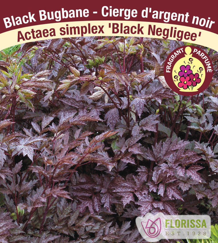 Actaea - simplex Black Negligee