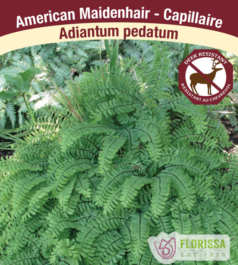 Adiantum - pedatum