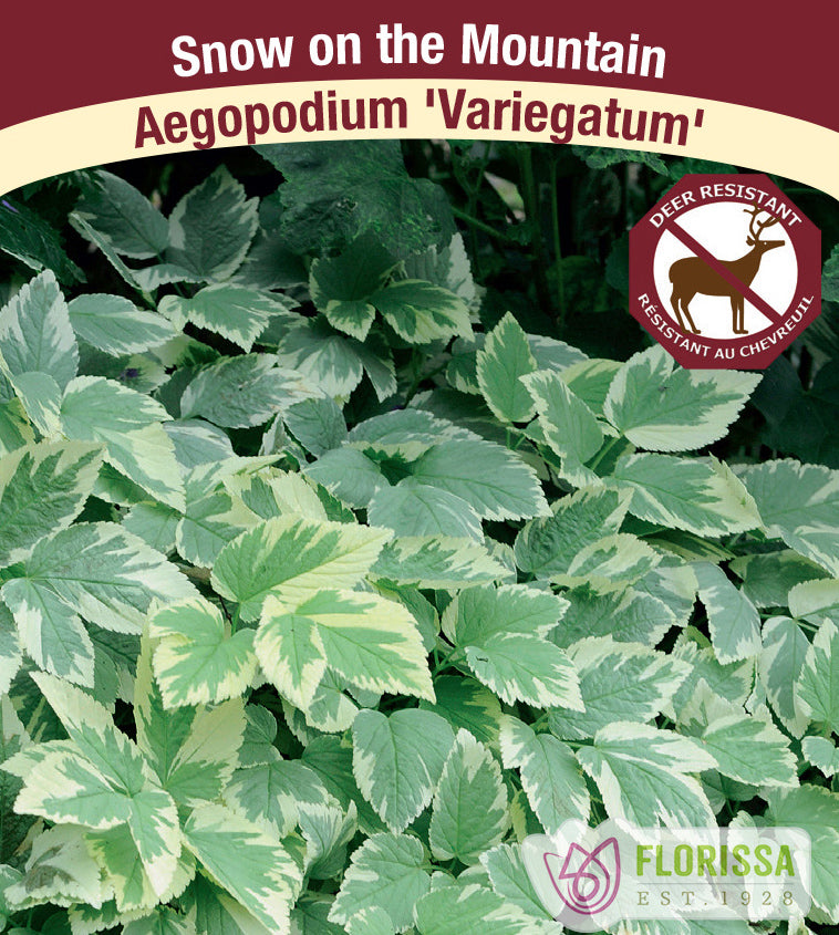 Aegopodium - podagraria Variegatum