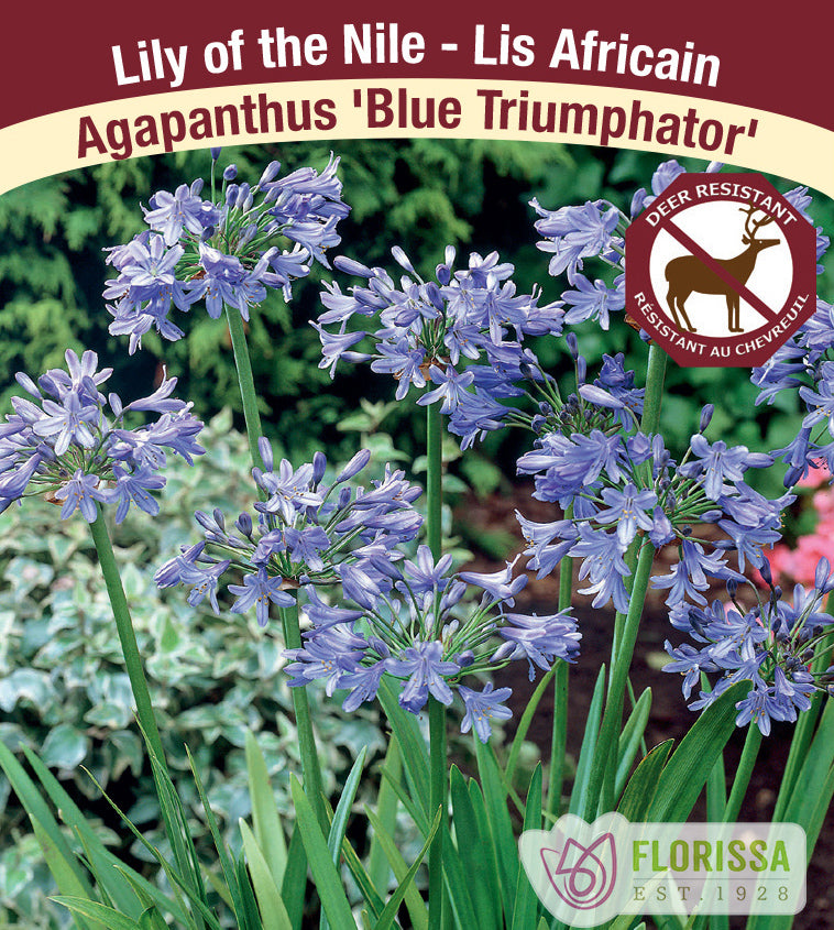 Agapanthus - Blue Triumphator