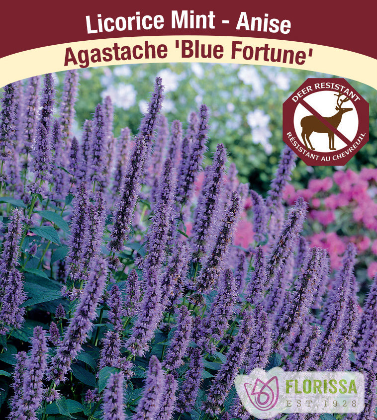 Agastache - Blue Fortune