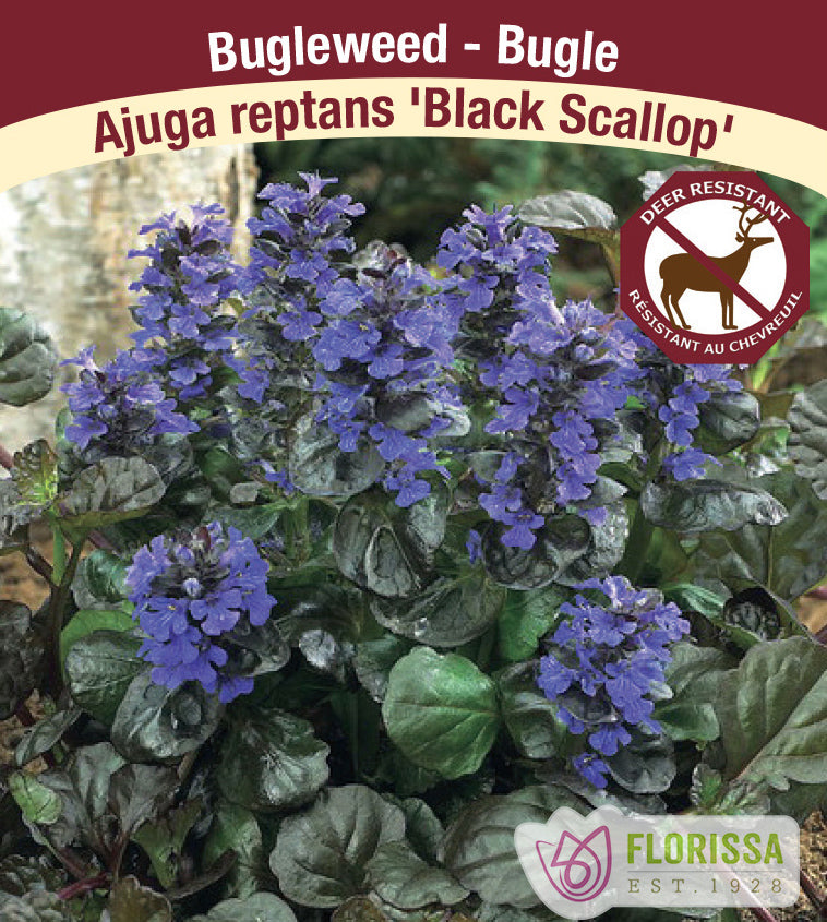 Ajuga - reptans Black Scallop