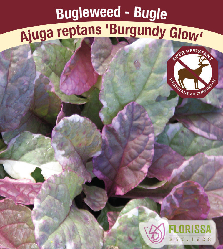 Ajuga - reptans Burgundy Glow