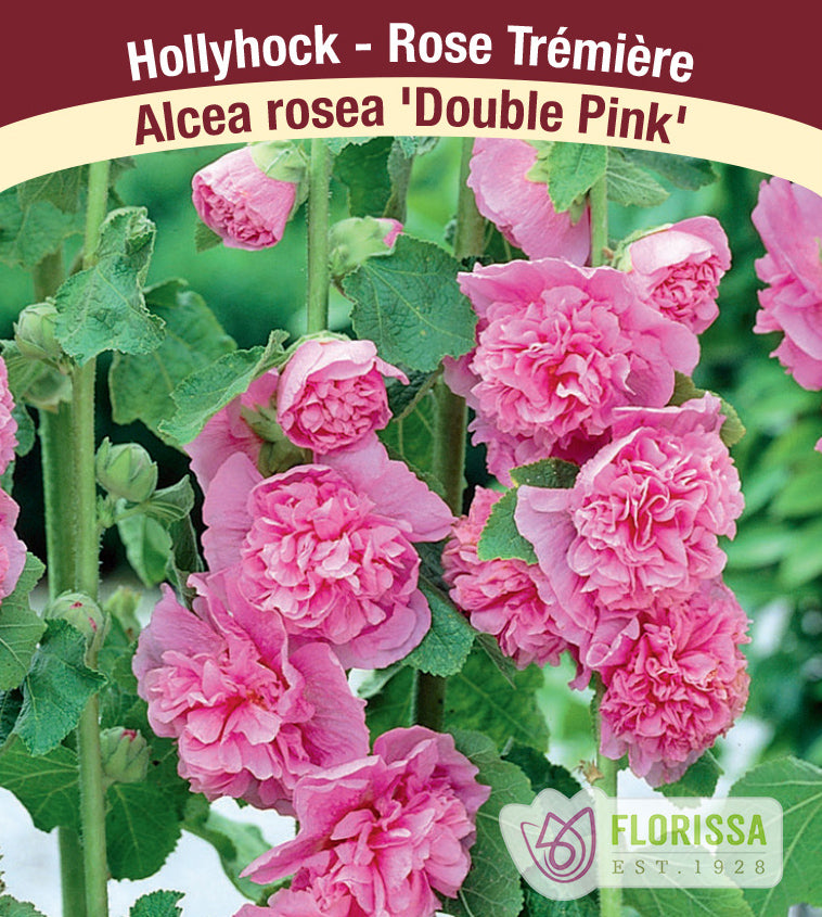 Alcea - rosea Chaters Double Pink