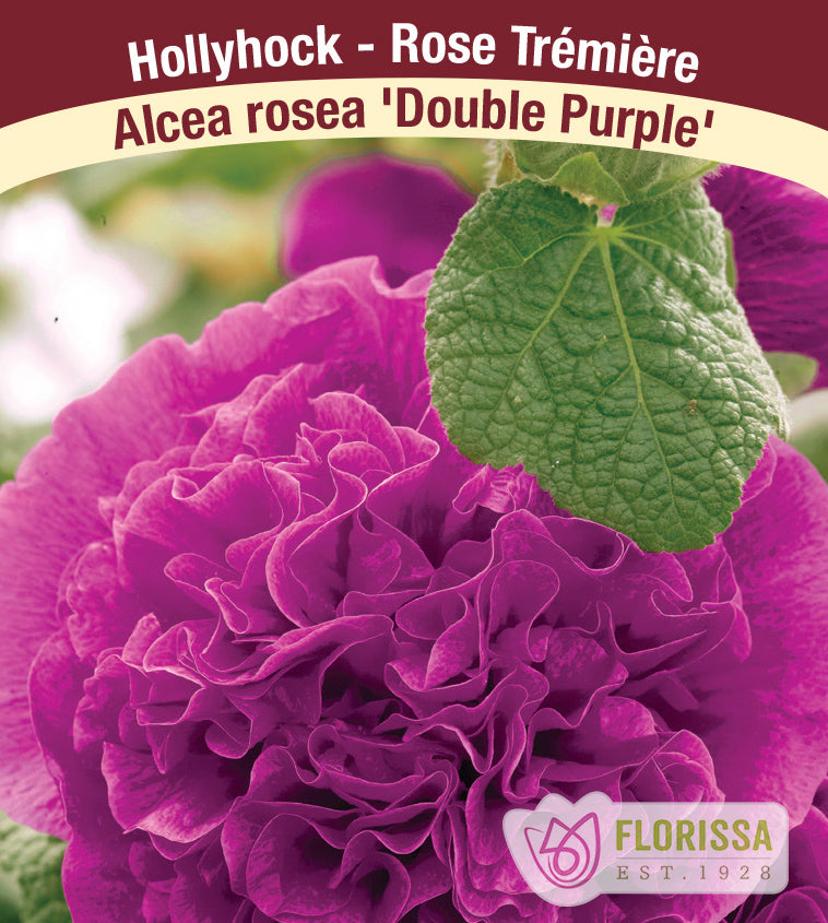 Alcea - rosea Chaters Double Purple