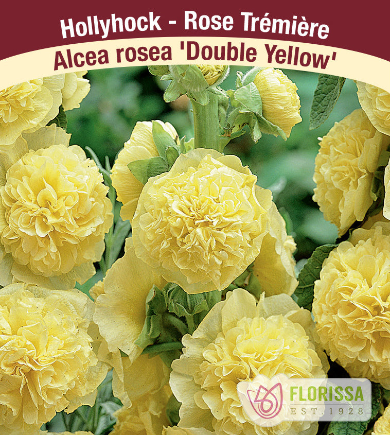 Alcea - rosea Chaters Double Yellow