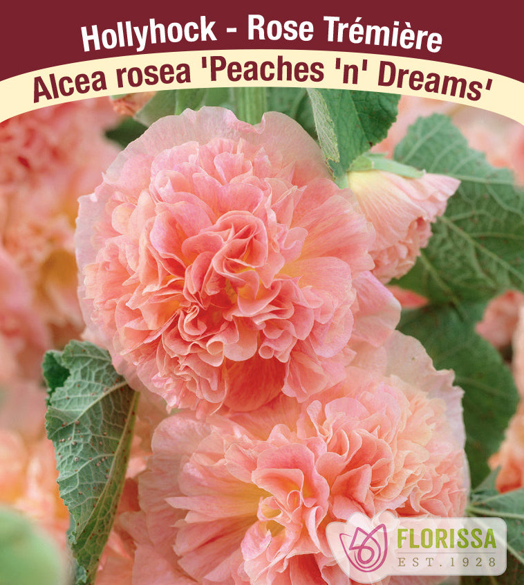 Alcea - rosea Peaches 'n' Dreams