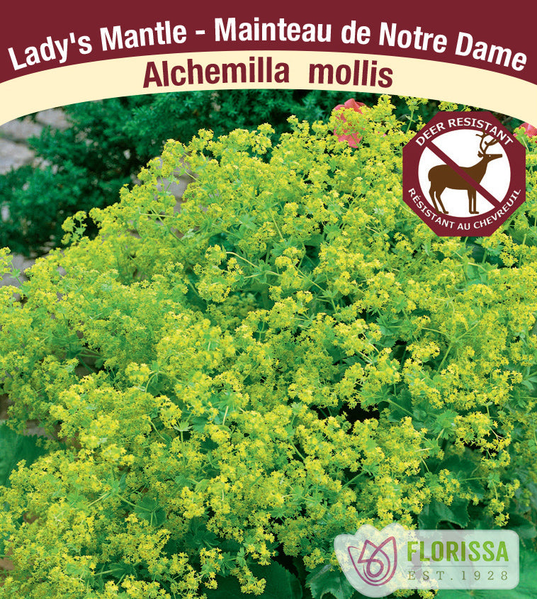 Alchemilla - mollis