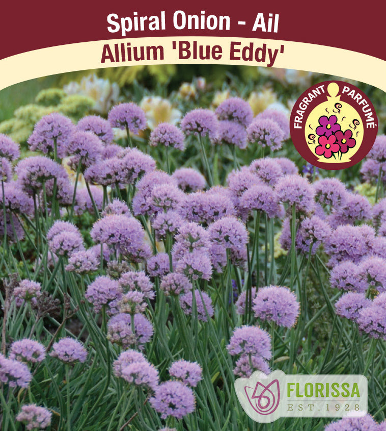 Allium - Blue Eddy