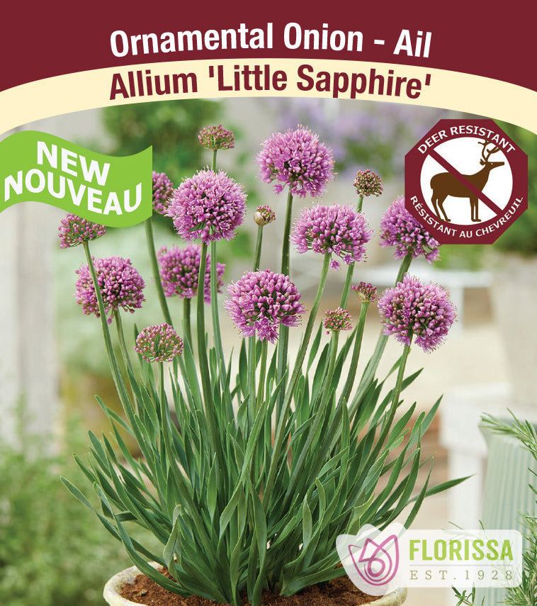 Allium - Little Sapphire