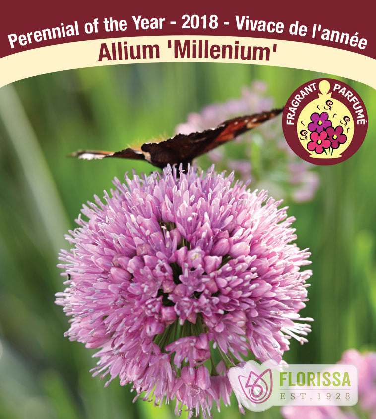 Allium - Millenium