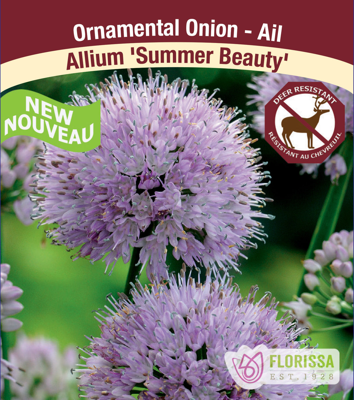 Allium - Summer Beauty