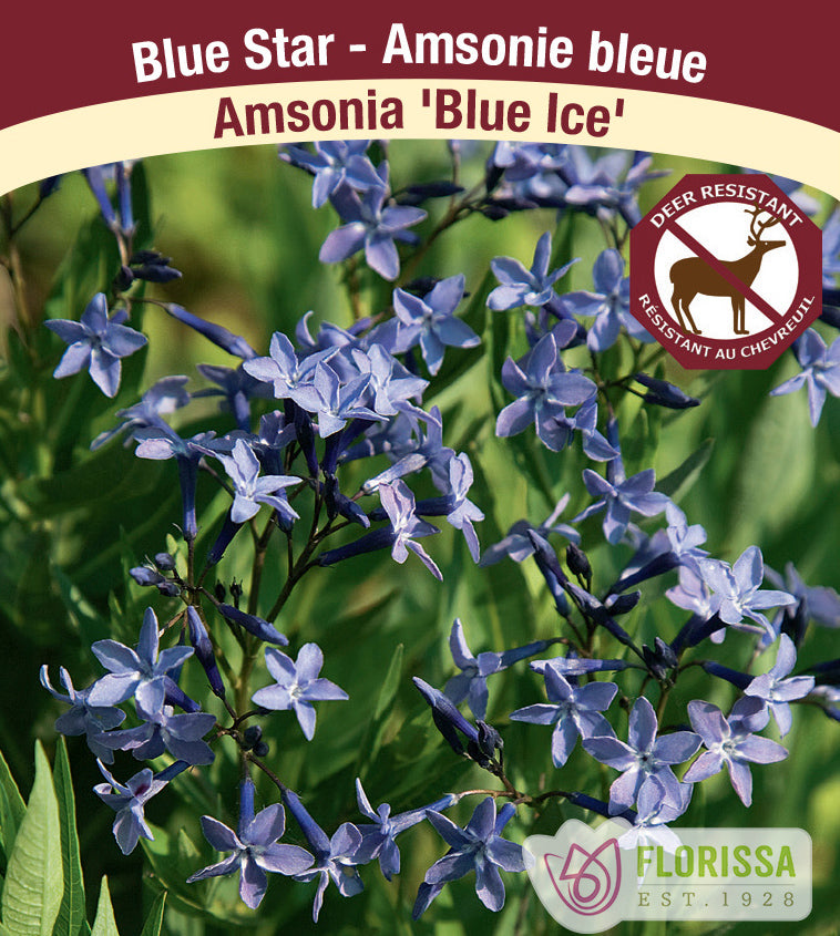 Amsonia - Blue Ice
