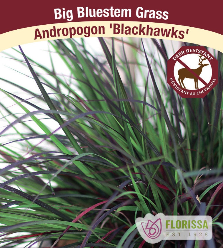 Andropogon - Black Hawks