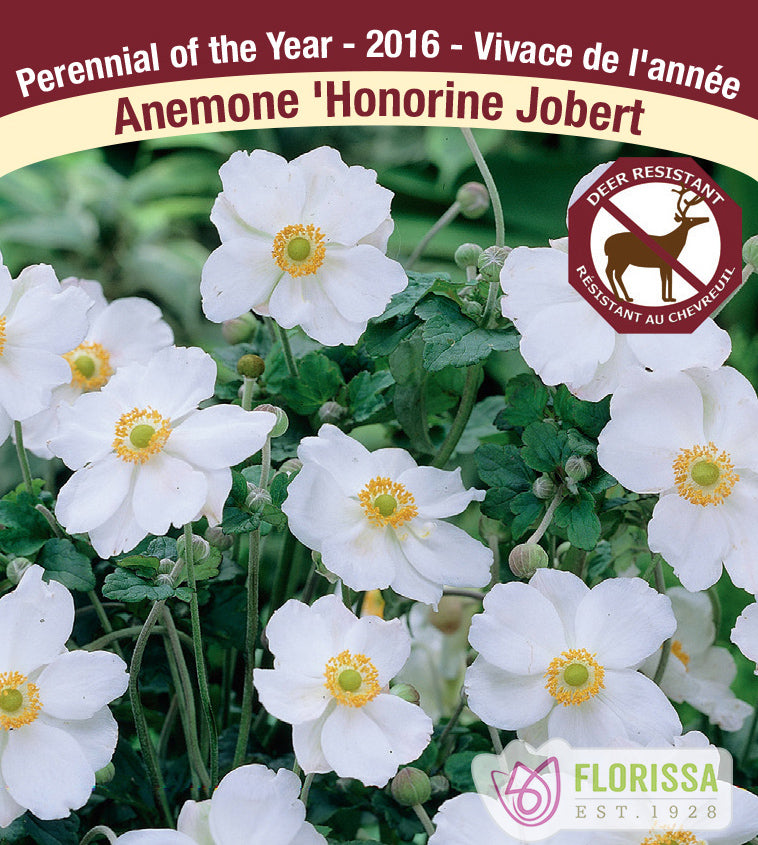Anemone Japonica - x hybrida Honorine Jobert