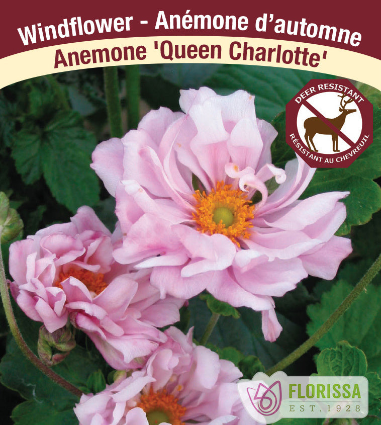 Anemone Japonica - x hybrida Queen Charlotte