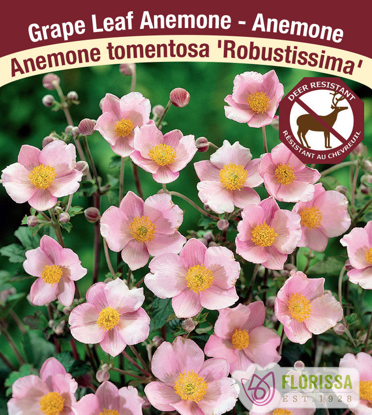 Anemone Japonica - tom. Robustissima