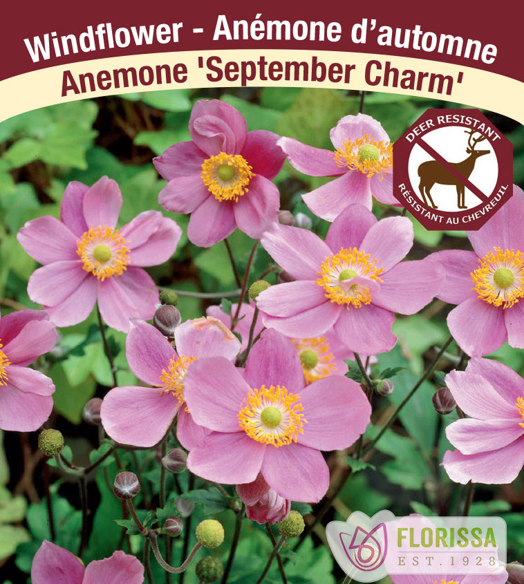 Anemone Japonica - hupehensis September Charm
