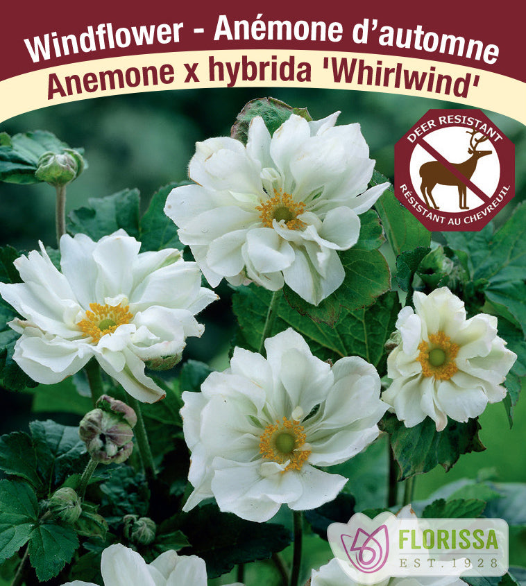 Anemone Japonica - x hybrida Whirlwind