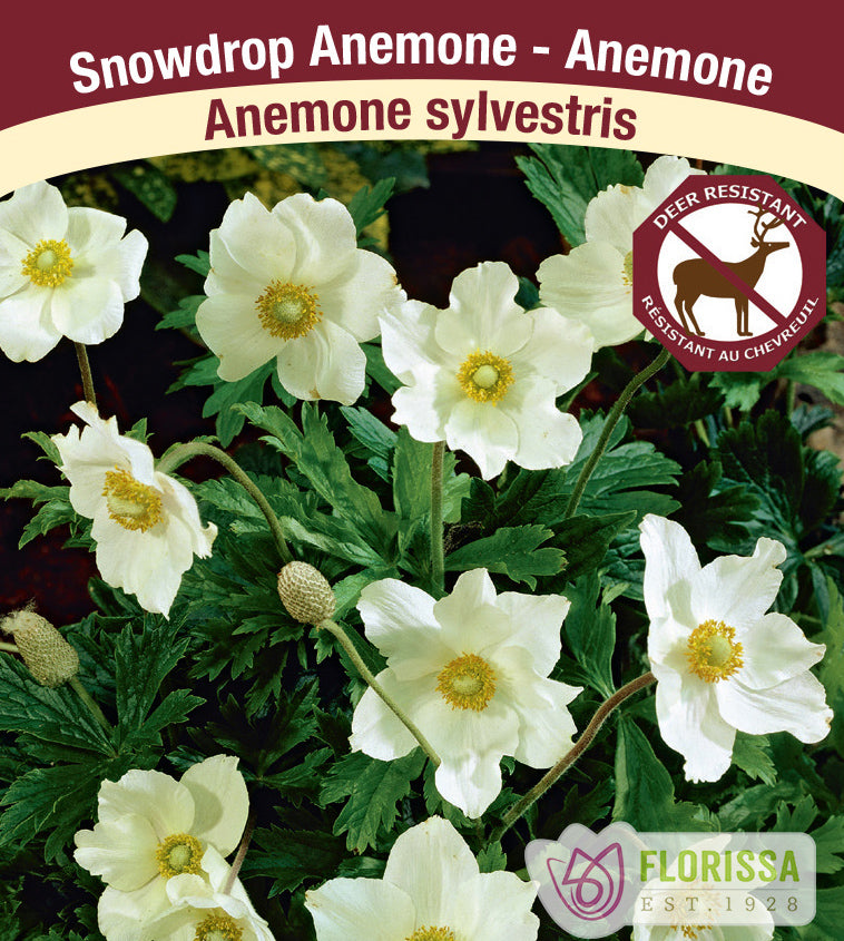 Anemone Japonica - sylvestris