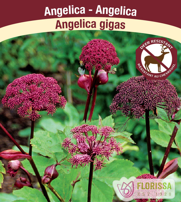 Angelica - Gigas