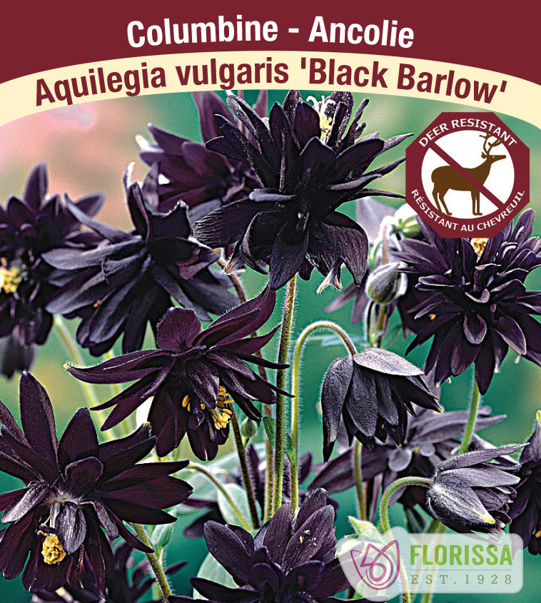 Aquilegia - vul. Black Barlow