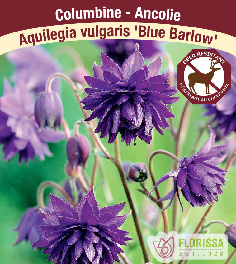 Aquilegia - vul. Blue Barlow