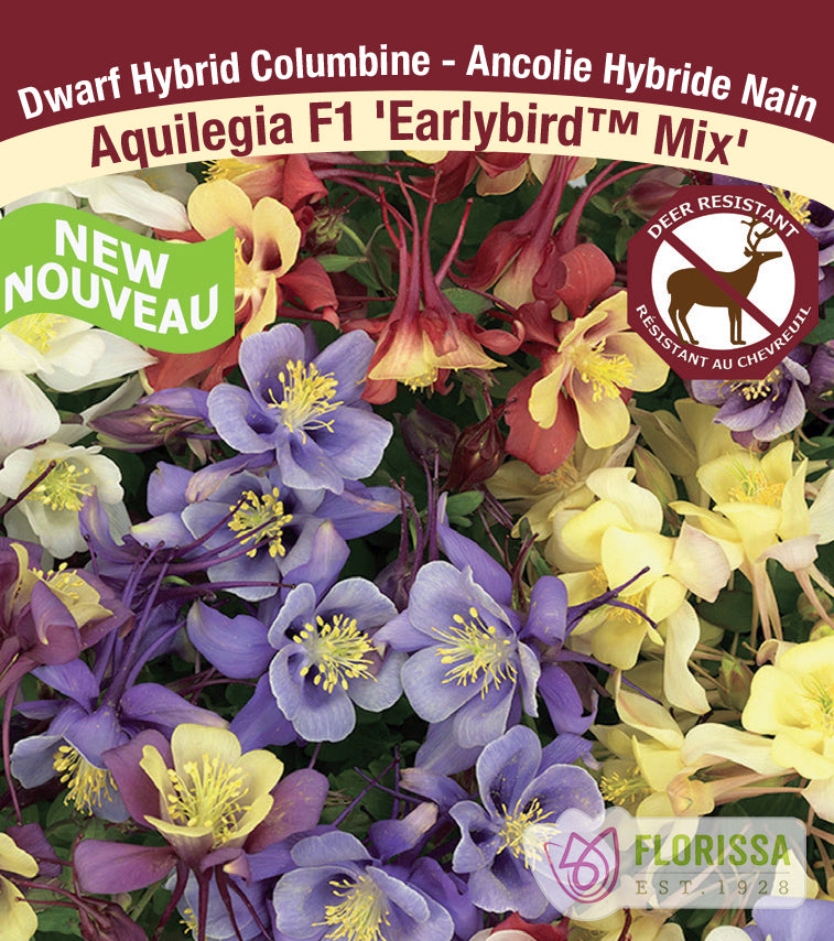 Aquilegia - F1 Earlybird™ Mix