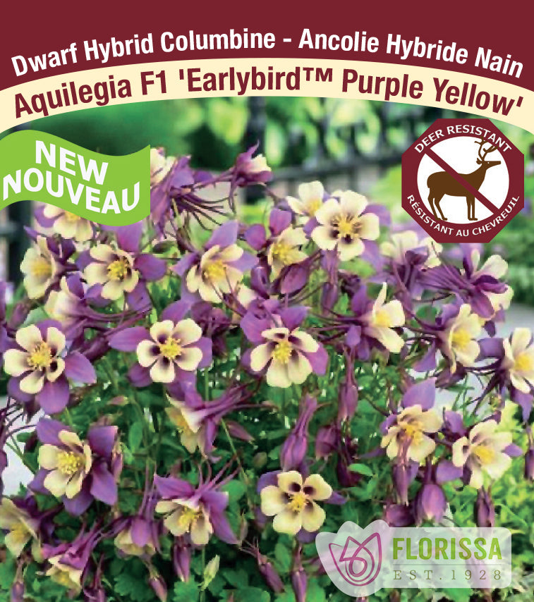 Aquilegia - F1 Earlybird™ Purple Yellow