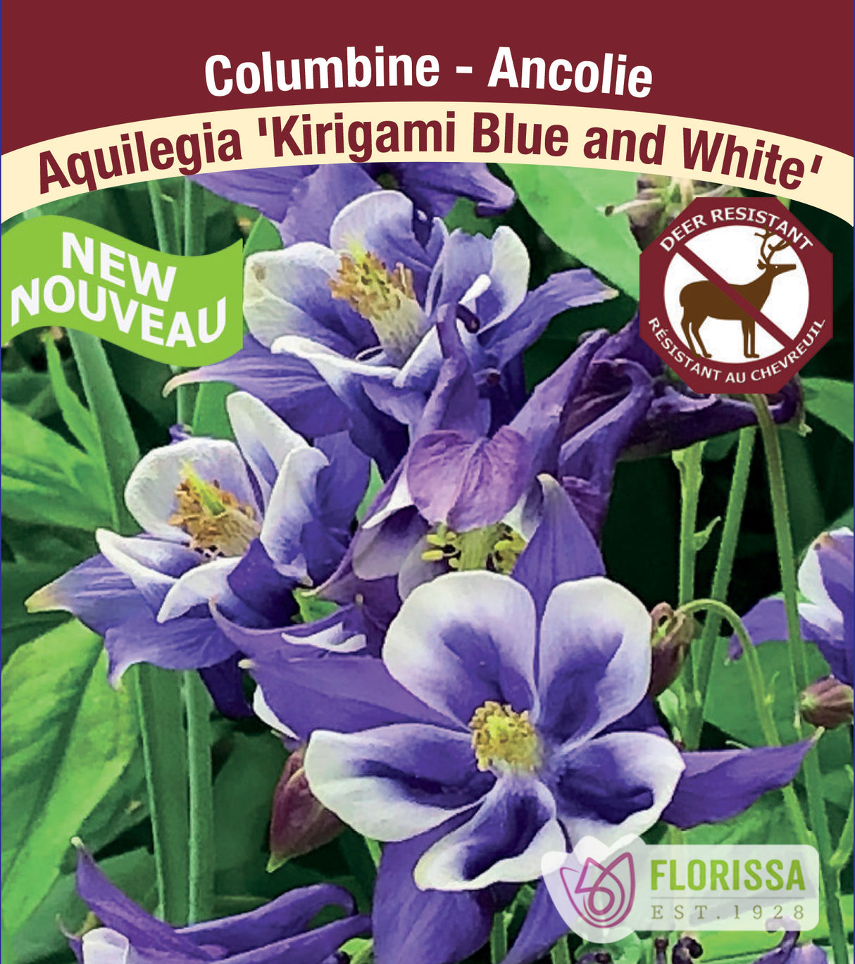 Aquilegia - Kirigami Blue and White