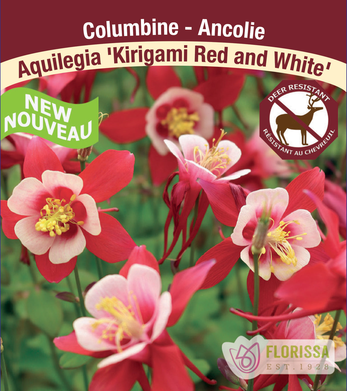 Aquilegia - Kirigami Red and White