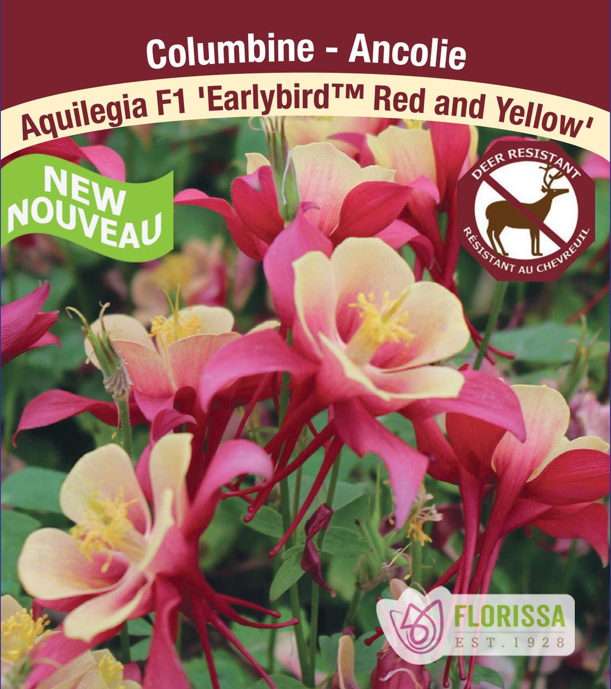 Aquilegia - F1 Earlybird™ Red and Yellow