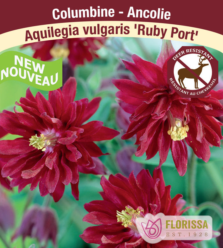 Aquilegia - vul. Ruby Port