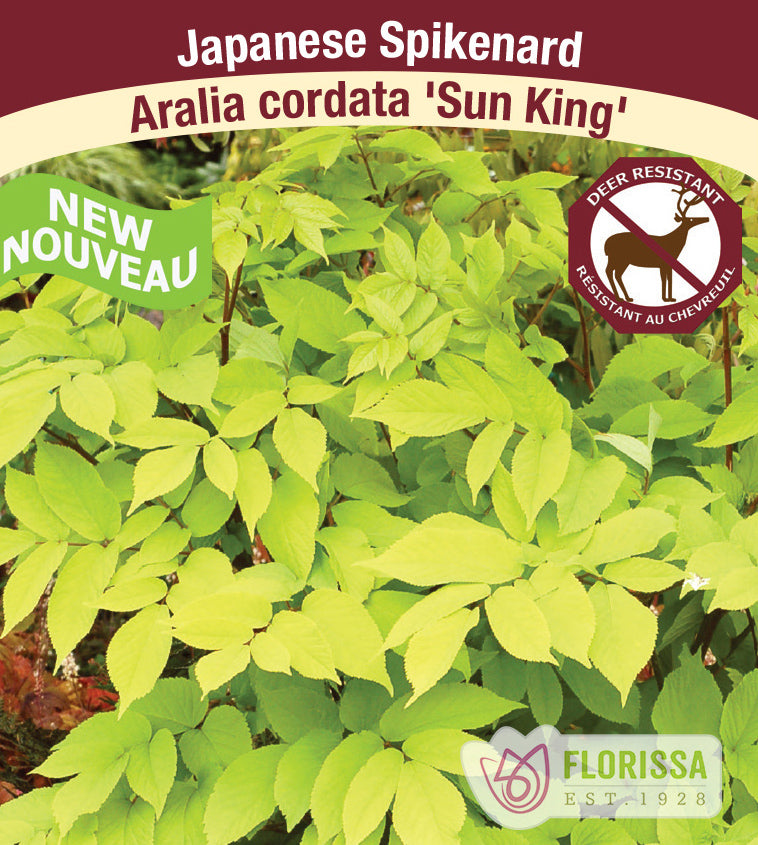Aralia - cordata Sun King