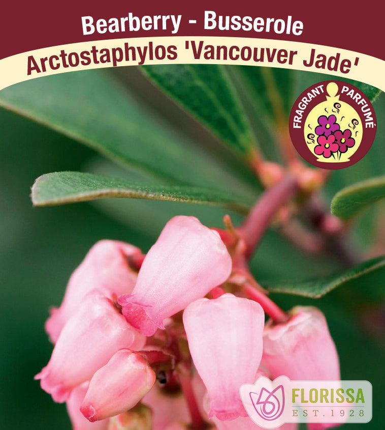 Arctostaphylos -  Vancouver Jade